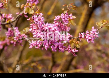 Cercis siliquastrum Zweige mit rosa Blüten im Frühjahr, allgemein bekannt als Judas-Baum oder Judas-Baum Stockfoto