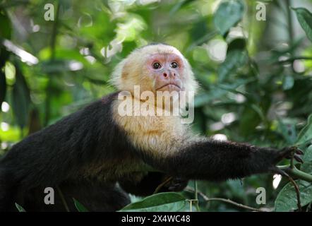 Panamaischer Weißkopf-Kapuziner, Panamaischer Weißkopf-Kapuziner oder Mittelamerikanischer Weißkopf-Kapuziner, Cebus-Nachahmer, Cebidae. Manuel Antonio. Stockfoto