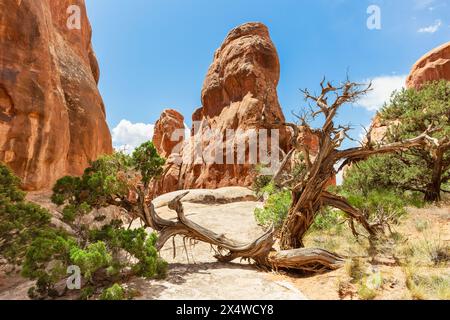 Sandsteinformationen mit Baum im Vordergrund auf dem Fiery Furnace Hiking Trail, Arches National Park, Utah, USA Stockfoto