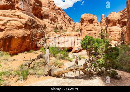 Sandsteinformationen mit Baum im Vordergrund auf dem Fiery Furnace Hiking Trail, Arches National Park, Utah, USA Stockfoto