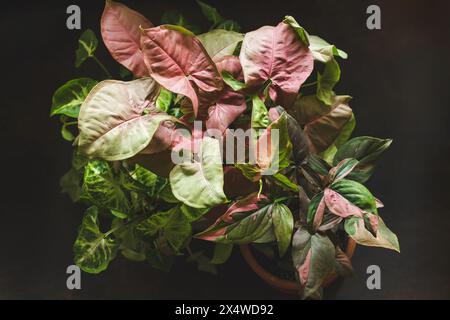 Syngonium Podophyllum Mix mit rotem Herz, rosa Spritzer und weißen Schmetterlingsarten auf dunklem Hintergrund. Schöne Pflanzen mit rosafarbenen Blättern Stockfoto