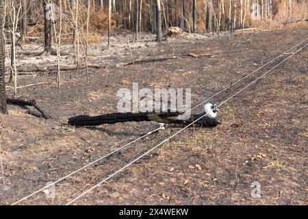 Verbrannter Strommast vom Lauffeuer entlang des Highway 1, in der Nähe der Gemeinde Enterprise, Northwest Territories, Kanada. Über 4 Millionen Hektar brannten 2023 ab. Stockfoto