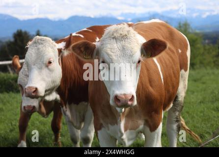 Tutzing, Bayern, Deutschland 05. Mai 2024: Ein Frühlingstag bei Tutzing Landkreis Starnberg. Hier der Blick von der Ilkahöhe auf Kuh, Kühe, Kuhweide, Kühe beim Weiden, Kühe beim Grasen, Landwirtschaft, Kühe auf einer Weide, Kuhherde, Hausrind, Wiederkäuer, im Hintergrund die Alpenkette *** Tutzing, Bayern, Deutschland 05 Mai 2024 Ein Frühlingstag bei Tutzing Stadtteil Starnberg hier der Blick von der Ilkahöhe auf Kuh, Kühe, Kuhweide, Kühe Landwirtschaft, Weidekühe, Kuhherde, Hausrinder, Wiederkäuer, im Hintergrund die Alpenkette Stockfoto