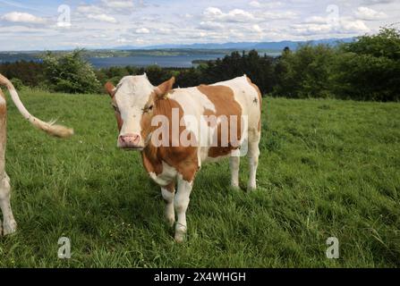 Tutzing, Bayern, Deutschland 05. Mai 2024: Ein Frühlingstag bei Tutzing Landkreis Starnberg. Hier der Blick von der Ilkahöhe auf Kuh, Kühe, Kuhweide, Kühe beim Weiden, Kühe beim Grasen, Landwirtschaft, Kühe auf einer Weide, Kuhherde, Hausrind, Wiederkäuer, im Hintergrund der Starnberger See und die Alpenkette *** Tutzing, Bayern, Deutschland 05 Mai 2024 Ein Frühlingstag bei Tutzing Stadtteil Starnberg hier der Blick von der Ilkahöhe auf Kuh, Kühe, Kuhweide, Kühe, Weide, Kühe, Kühe, Weide, Kühe, Landwirtschaft, Kühe auf der Weide, Kuhherde, Hausrinder, Wiederkäuer, im Hintergrund Starnberger See und die Stockfoto