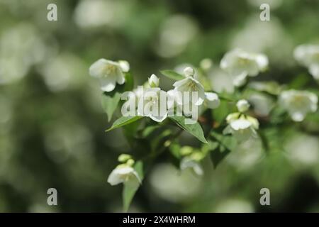 Süßes Mock-Orange (Philadelphus coronarius) Stockfoto