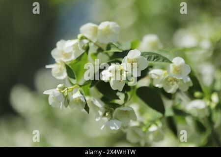 Süßes Mock-Orange (Philadelphus coronarius) Stockfoto