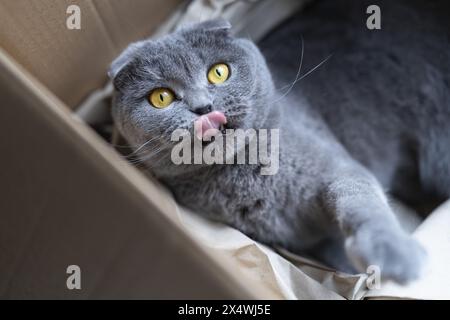 Nahaufnahme einer grauen Britischen Kurzhaarkatze in einem Karton, die ihre Nase mit hellgelben Augen leckt Stockfoto