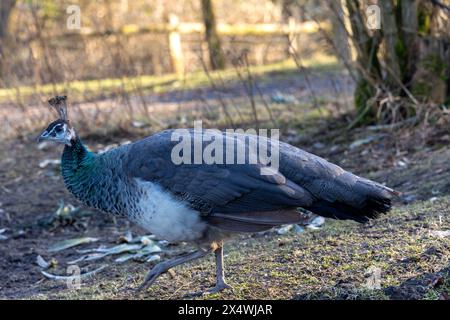 Pfau steht auf dem Boden im Park. Selektiver Fokus. Stockfoto