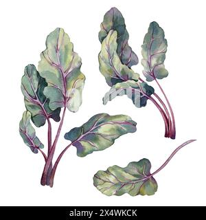 Rübenblätter handgezeichnet in Aquarell und isoliert auf weißem Hintergrund. Elemente für das Design von Lebensmitteln Stockfoto