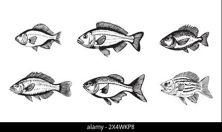 Fischskizzen-Kollektion. Handgezeichnete Vektorgrafik. Meeresfrüchte . Abbildung des Speisemenüs. Gravierter Stil Stock Vektor