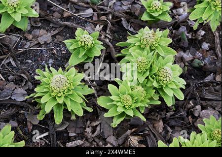 Japanische Butterbur Pflanze im Frühling im Garten Stockfoto