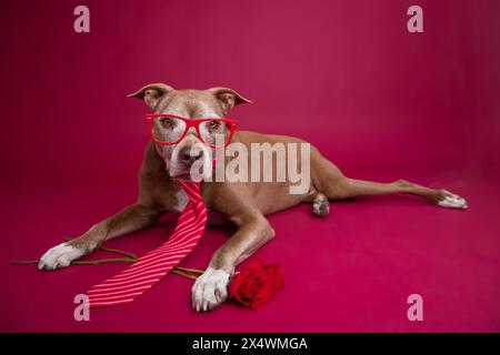 Pit Bull Terrier trägt eine Brille und eine Krawatte auf dem Boden liegend mit roten Rosen Stockfoto