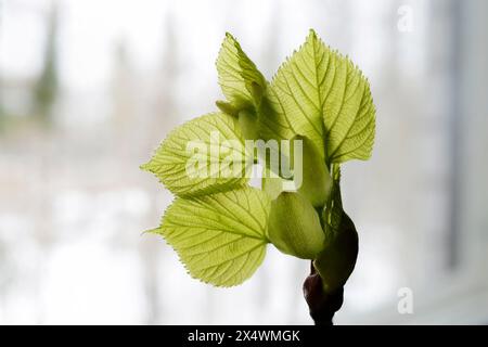 lindenblattknospe, die auf neutralem Hintergrund auftaucht und sich öffnet Stockfoto