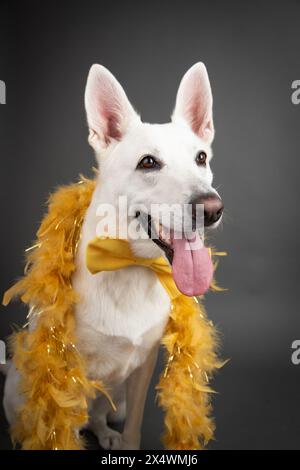 Weißer Schäferhund mit goldener Federboa und Fliege Stockfoto