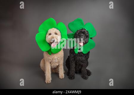 Zwei Labradoodles tragen ein vierblättriges Kleeblatt-Stirnband zum St. Patrick's Day Stockfoto