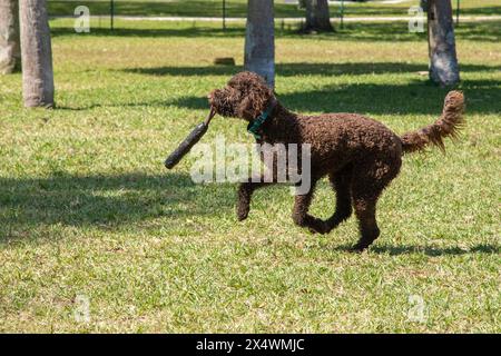 Schokoladenlabradoodle, die in einem Hundepark mit einem Spielzeug im Mund laufen, Florida, USA Stockfoto