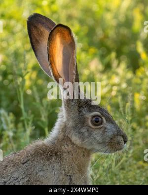 Der verdächtige Schwarzschwanz-Jackrabbit zeigt seine durchscheinenden Ohren. Palo Alto Baylands, Santa Clara County, Kalifornien. Stockfoto