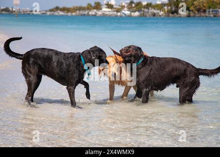 Drei Hunde, die in der Surf im Meer stehen und mit einem Stock spielen, Florida, USA Stockfoto