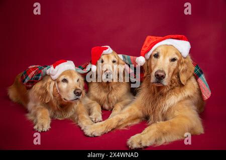 Drei goldene Retriever mit Weihnachtsmanns, die unter einer Decke liegen Stockfoto