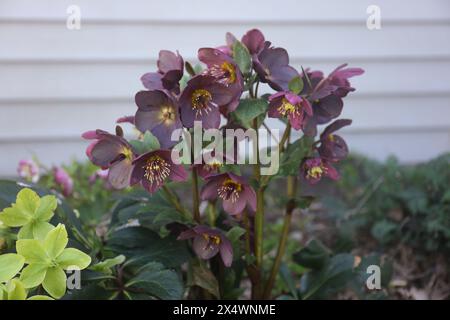 Kastanienbraune Hellebores und hellgrüne und gelbe Hellebores und blühende Blumen, in einem Garten, im Frühjahr, in Trevor, Wisconsin, USA Stockfoto