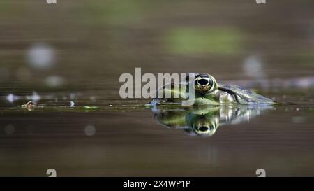 Pelophylax ridibundus, auch bekannt als europäischer Sumpffrosch. Reflexion auf der Wasseroberfläche. Stockfoto