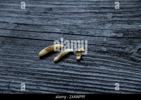 Drei Katzenzähne nach einem Zahnarztbesuch liegen auf einer Tafel, die Zähne sind herausgezogen Stockfoto