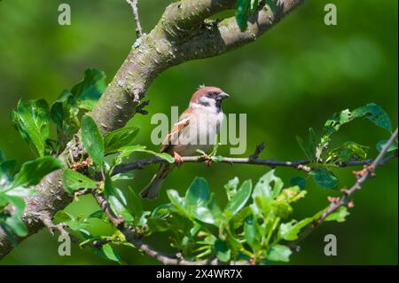 Passer montanus alias eurasischer Baumsperling, der auf dem Baum thront. Stockfoto