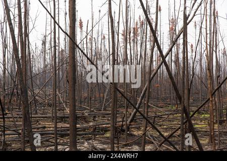 Verbrannte und umgestürzte Bäume von Waldbränden, Nordwest Territories, Kanada. 2023 brannten über 4 Millionen Hektar Wald ab. Stockfoto