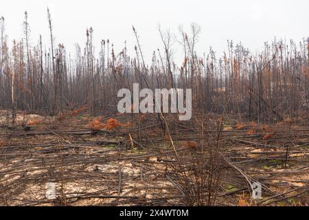 Verbrannte und umgestürzte Bäume von Waldbränden, Nordwest Territories, Kanada. 2023 brannten über 4 Millionen Hektar Wald ab. Stockfoto