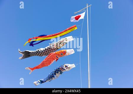 Yokohama, Japan. Mai 2024. Traditionelle Kindertagesdekoration (Karpfenfänger) mit japanischer Flagge fliegt im Wind über einem Shinto-Schrein während des Nakizumo-Events. Nakizumo, im Englischen „weinendes Baby-Festival“ genannt, wird im Namen des Segnens des Babys als „naku Ko wa sodatsu“ durchgeführt, was bedeutet, dass Babys, die weinen, stark und gesund aufwachsen würden. Nakizumo dient auch dazu, böse Geister zu vertreiben und wird in Shinto-Schreinen aufgeführt. Quelle: SOPA Images Limited/Alamy Live News Stockfoto