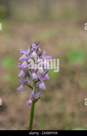 Spike der Römischen Orchidee (Dactylorhiza romana) in Südwesttürkei Stockfoto