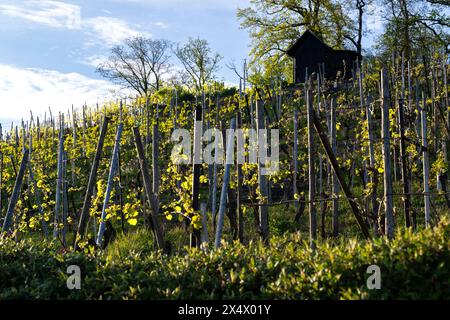 Weinberg im Frühjahr: Erste Blätter auf Reben und Bäumen. Stockfoto