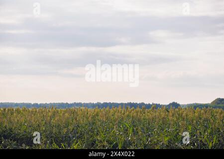 Büsche Getreide und Futterhirse Pflanzen eine Art Reifen und wachsen auf dem Feld nacheinander. Ernte. Stockfoto