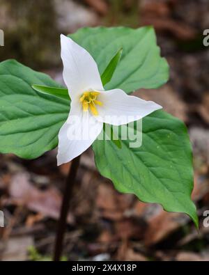 Nahaufnahme einer wilden, weißen Trilliumblume aus dem Westen, die im Frühjahr auf dem Waldboden wächst, mit drei grünen Brakken Stockfoto