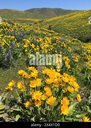 Hügel mit gelbem Pfeilblatt Balsamwurz und violetter Lupine in der Columbia Gorge Stockfoto