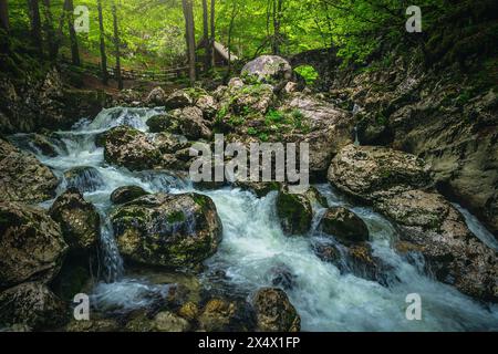 Sauberer Bach mit kleinen Kaskaden im grünen Wald am Bohinj See, Slowenien, Europa Stockfoto