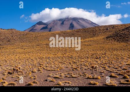 Typische chilenische Altiplano-Landschaft in der Nähe von San Pedro de Atacama, Chile. Stockfoto