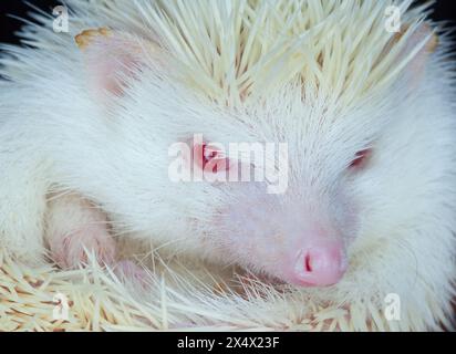 Weißer Albino-Igel mit roter Augennaht. Züchtung seltener Vollbluttiere zu Hause. Stockfoto