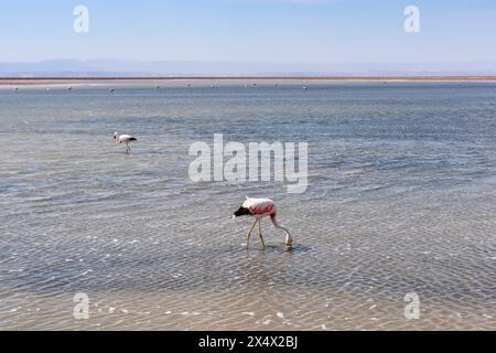 Laguna Chaxa (Chaxa Lagune), San Pedro de Atacama, Region Antofagasta, Chile. Stockfoto