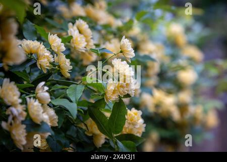 Eine Fülle von hübschen Rosen, die im Frühjahr blühen, mit geringer Schärfentiefe Stockfoto