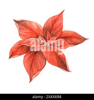 Weihnachtsstern, rote Weihnachtsblume. Handgezeichnete botanische Aquarellillustration im Vintage-Stil. Illustration für Einladungen, Grußkarten, Banner Stockfoto