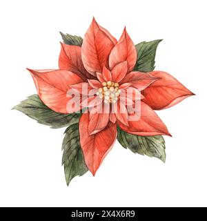 Weihnachtsstern, rote Weihnachtsblume mit grünen Blättern. Handgezeichnete botanische Aquarellillustration im Vintage-Stil. Blumen- und Pflanzentrend. Zeichnung für Stockfoto