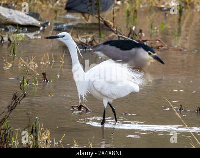 Der kleine Reiher (Egretta garzetta) und der Schwarzgekrönte Nachtreiher (Nycticorax nycticorax) füttern in Agia Varvara, Zypern. Stockfoto