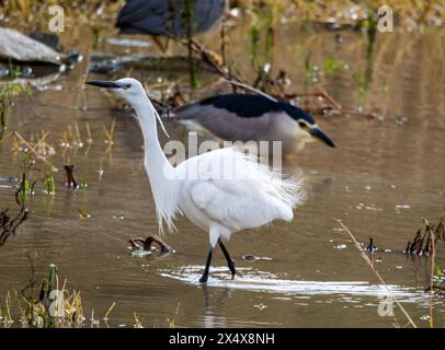 Der kleine Reiher (Egretta garzetta) und der Schwarzgekrönte Nachtreiher (Nycticorax nycticorax) füttern in Agia Varvara, Zypern. Stockfoto