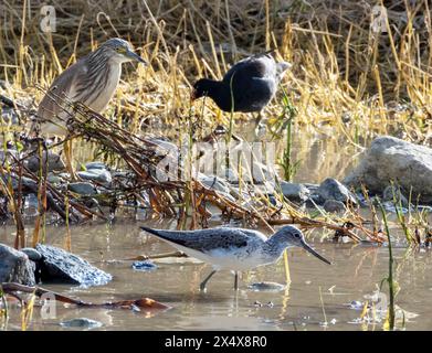 Squacco Reiher, Greenshank und verschiedene Watvögel suchen Nahrung in Agia Varvara, Paphos, Region, Zypern. Stockfoto