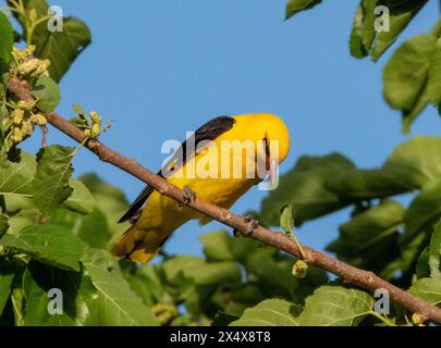 Männlicher eurasischer Goldener Oriole (Oriolus oriolus) in einem Maulbeerbaum, Zypern Stockfoto