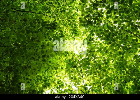 Buchenzweige mit hellgrünem Laub - von unten nach oben betrachtet. Stockfoto