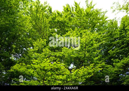 Buchenkronen mit frischem Grün. Frühling in einem Bergwald, Montenegro Stockfoto