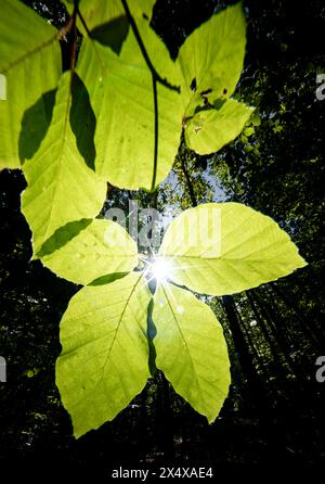 Das Sonnenlicht filtert durch die Blütenblätter und Blätter einer blühenden Pflanze und wirft Farbtöne und Schattierungen auf die Zweige und Jahresblätter der Landpflanzen Stockfoto