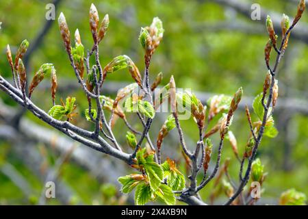 Buchenzweig mit jungen Blättern aus Knospen. Frühling im Naturpark Orjen, Montenegro. Stockfoto